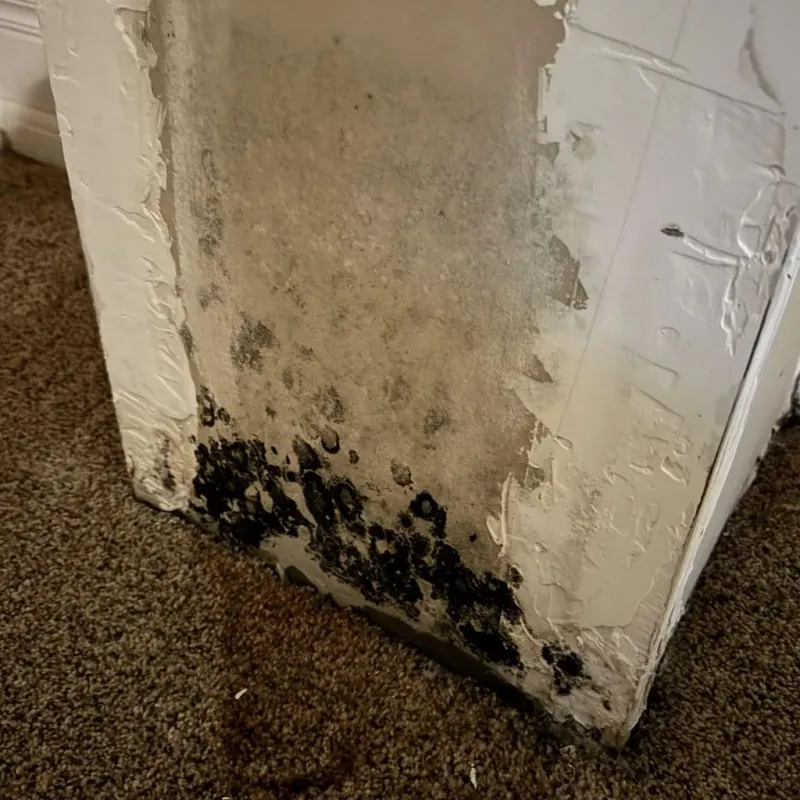 Professional Mold Removal in Linden, TN